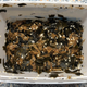 FInished homemade Furikake